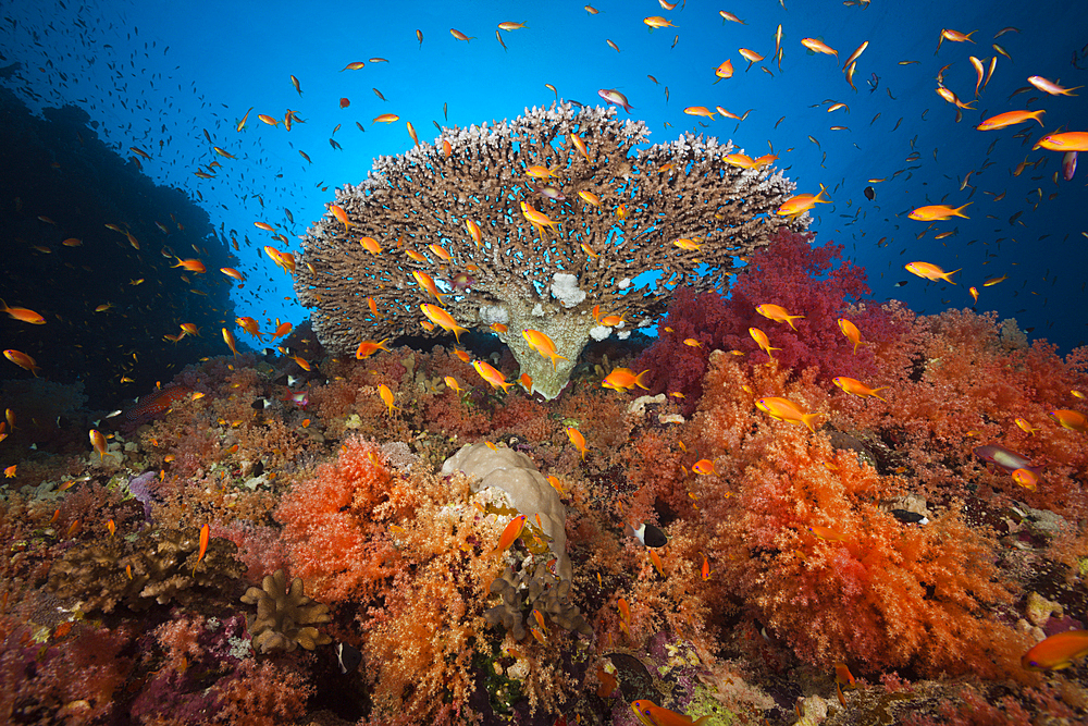 Colored Soft Coral Reef, Red Sea, Dahab, Egypt