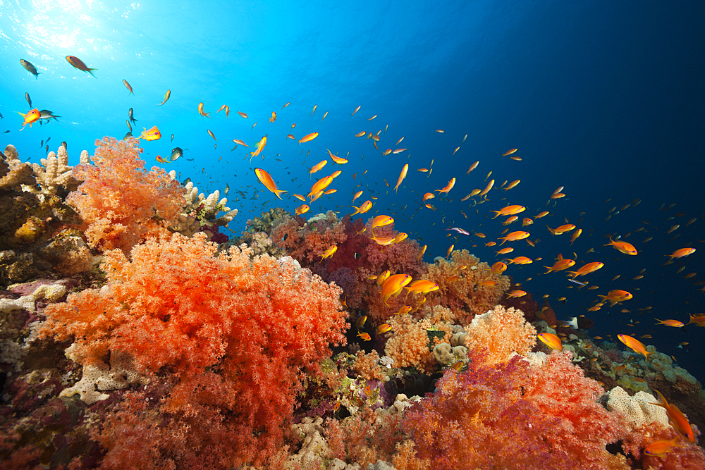 Colored Soft Coral Reef, Red Sea, Ras Mohammed, Egypt