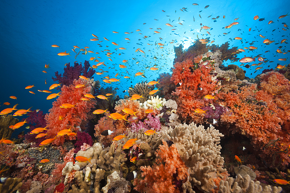 Lyretail Anthias over Coral Reef, Pseudanthias squamipinnis, Red Sea, Ras Mohammed, Egypt