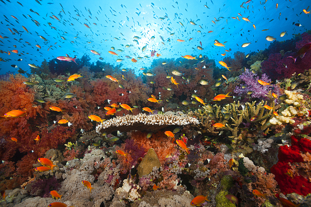 Colored Soft Coral Reef, Red Sea, Ras Mohammed, Egypt