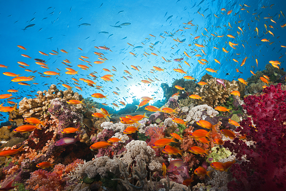 Lyretail Anthias over Coral Reef, Pseudanthias squamipinnis, Red Sea, Ras Mohammed, Egypt