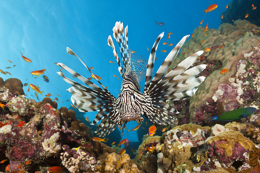 Lionfish, Pterois miles, Red Sea, Dahab, Egypt