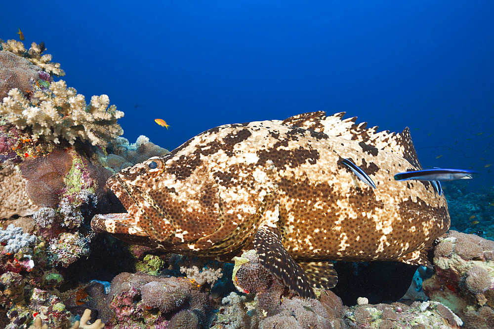 Flowery Grouper beeing cleaned, Epinephelus fuscoguttatus, Red Sea, Ras Mohammed, Egypt