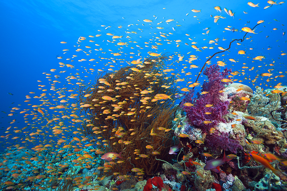 Lyretail Anthias over Coral Reef, Pseudanthias squamipinnis, Red Sea, Ras Mohammed, Egypt