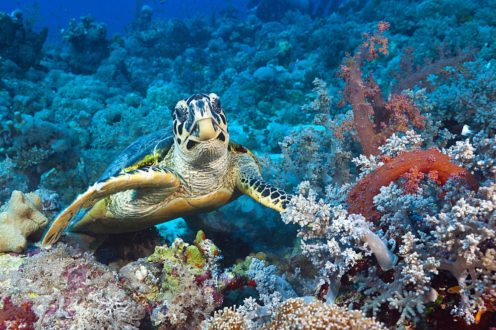 Hawksbill Sea Turtle, Eretmochelys imbricata, Red Sea, Ras Mohammed, Egypt