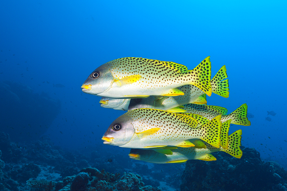 Shoal of Blackspotted Sweetlips, Plectorhinchus gaterinus, Red Sea, Dahab, Egypt