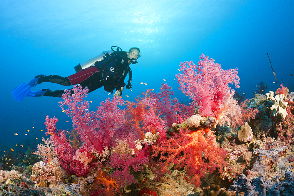 Scuba Diver over Coral Reef, Red Sea, Ras Mohammed, Egypt