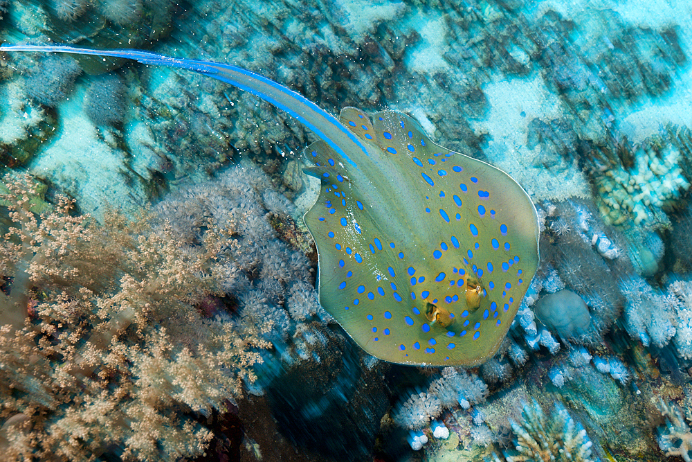 Bluespotted Ribbontail Ray, Taeniura lymma, Red Sea, Dahab, Egypt