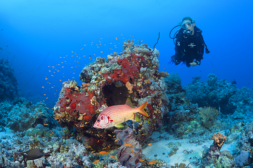 Scuba diver and Squirrelfish, Sargocentron spiniferum, Red Sea, Dahab, Egypt