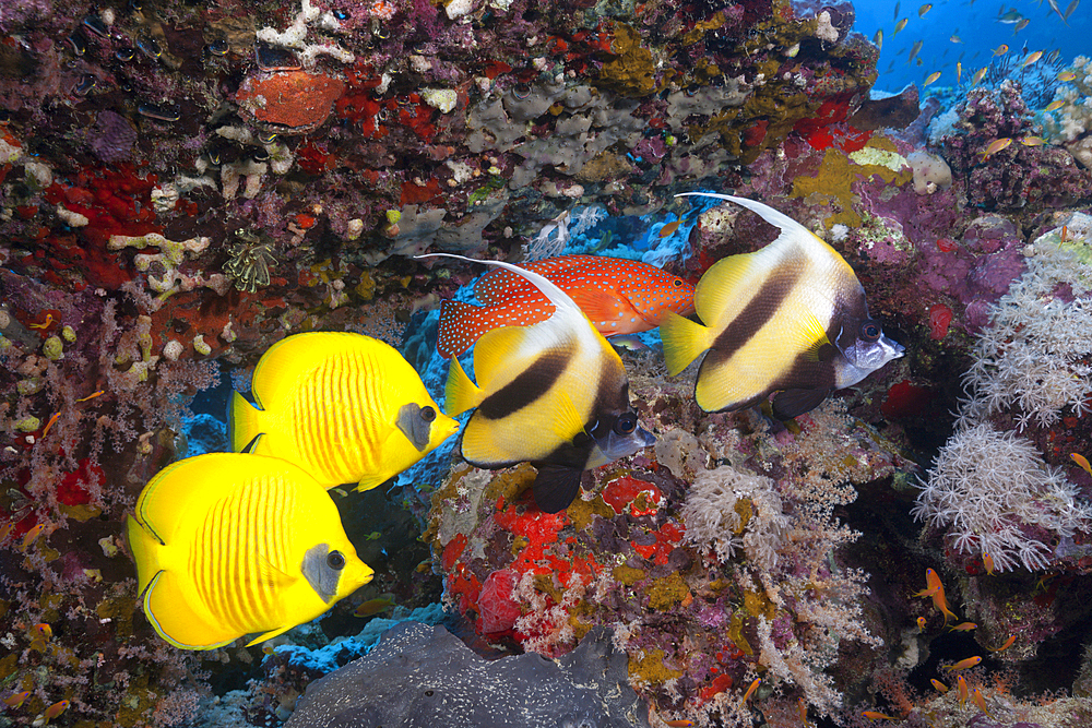 Red Sea Bannerfish and Masked Butterflyfish, Heniochus intermedius, Chaetodon semilarvatus, Red Sea, Dahab, Egypt