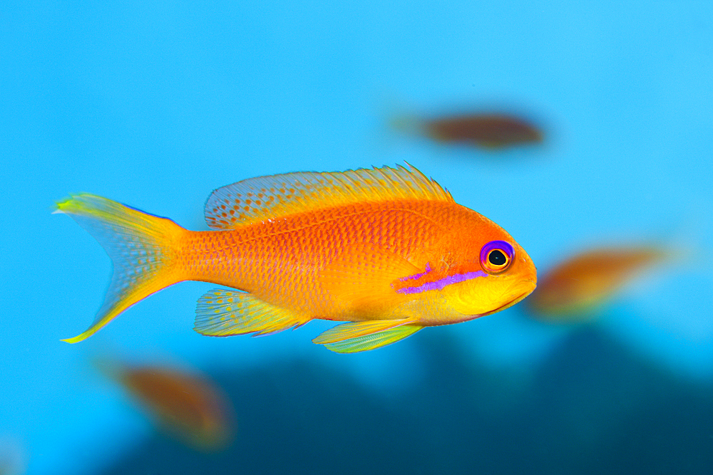 Lyretail Anthias, Pseudanthias squamipinnis, Red Sea, Dahab, Egypt