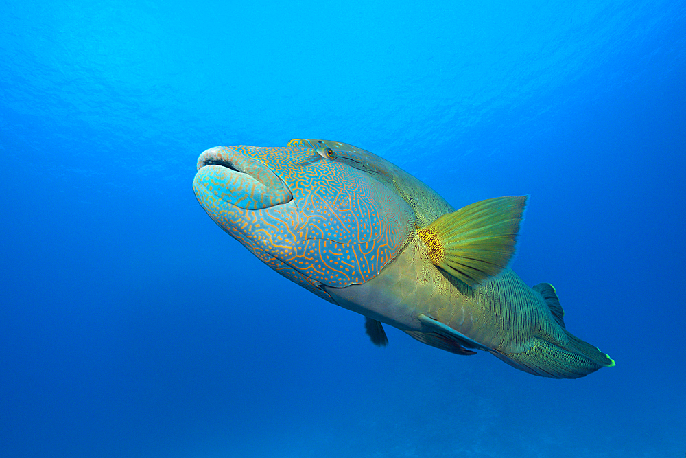 Humphead Wrasse, Cheilinus undulatus, Red Sea, Dahab, Egypt