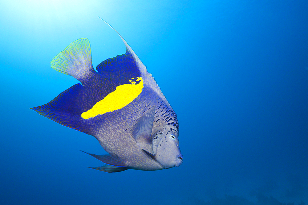 Yellowbar Angelfish, Pomacanthus maculosus, Red Sea, Dahab, Egypt