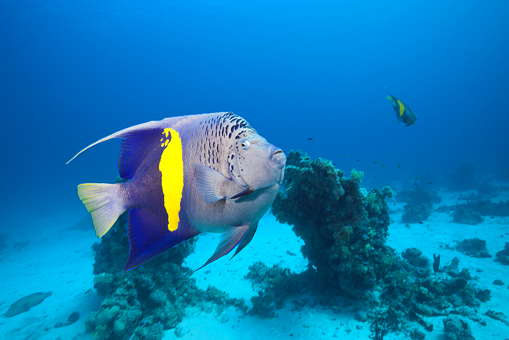 Yellowbar Angelfish, Pomacanthus maculosus, Red Sea, Dahab, Egypt