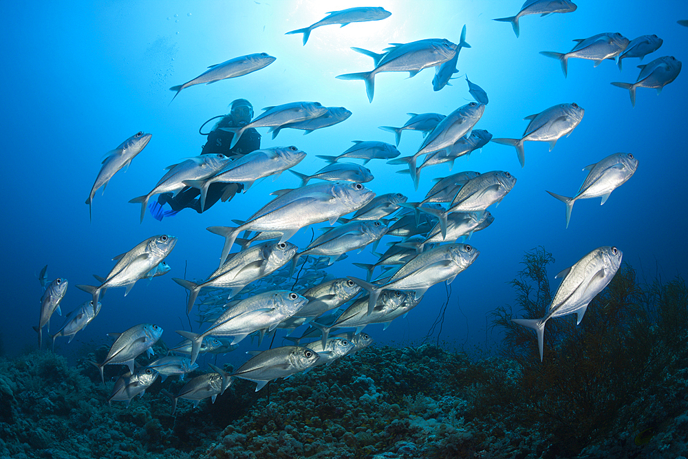 Shoal of Bigeye Trevally, Caranx sexfasciatus, Red Sea, Ras Mohammed, Egypt