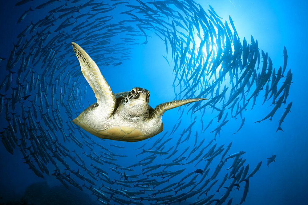 Green Sea Turtle, Chelonia mydas, Red Sea, Ras Mohammed, Egypt