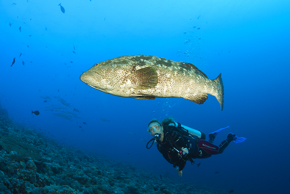 Scuba Diver and Malabar Grouper, Epinephelus malabaricus, Red Sea, Ras Mohammed, Egypt