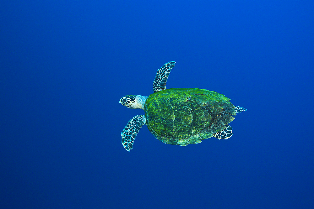 Hawksbill Sea Turtle, Eretmochelys imbricata, Red Sea, Ras Mohammed, Egypt