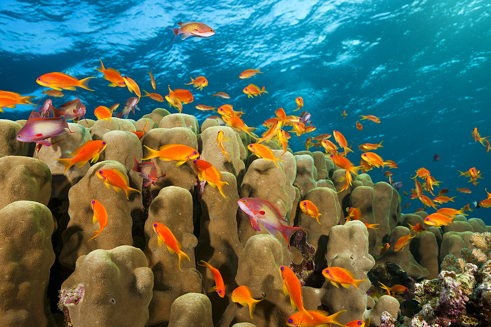 Lyretail Anthias over Coral Reef, Pseudanthias squamipinnis, Red Sea, Ras Mohammed, Egypt