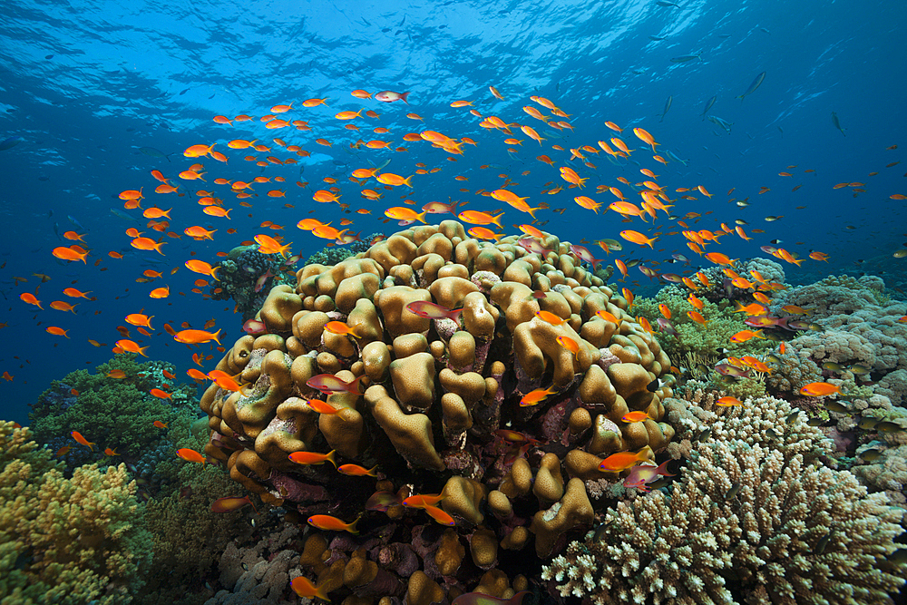 Lyretail Anthias over Coral Reef, Pseudanthias squamipinnis, Red Sea, Ras Mohammed, Egypt