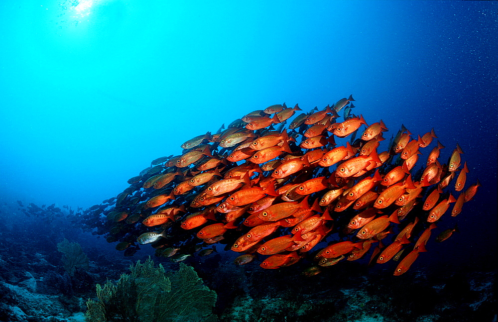 Crescent-tail bigeye, Priacanthus hamrur, Papua New Guinea, Pacific ocean