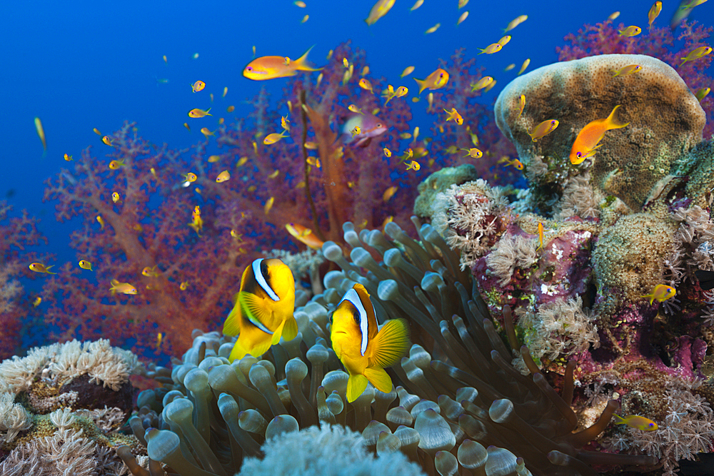 Twobar Anemonefish in Coral Reef, Amphiprion bicinctus, Red Sea, Ras Mohammed, Egypt