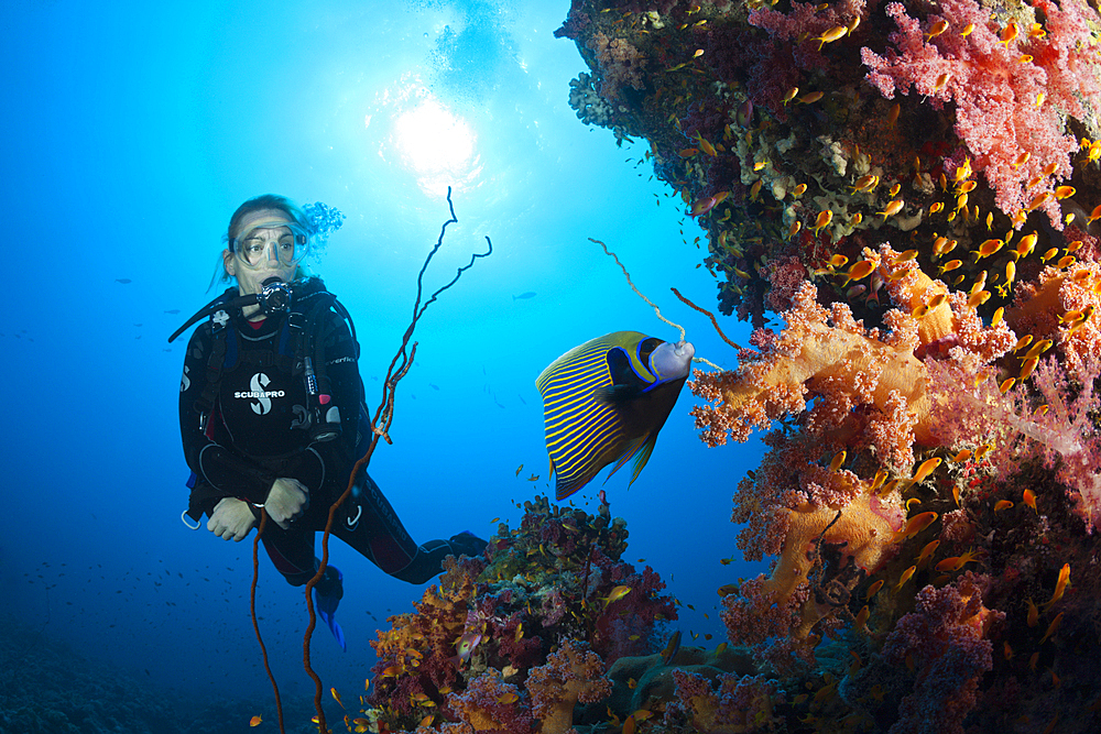 Scuba Diver and Emperor Angelfish, Pomacanthus imperator, Sanganeb, Red Sea, Sudan