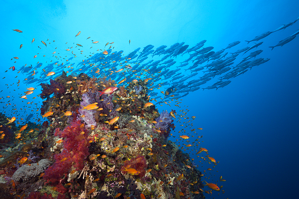 Lyretail Anthias over Coral Reef, Pseudanthias squamipinnis, Sanganeb, Red Sea, Sudan