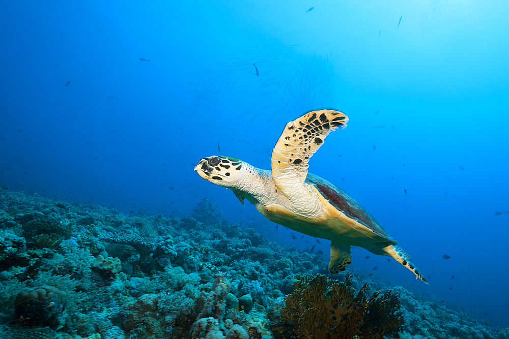 Hawksbill Sea Turtle, Eretmochelys imbricata, Sanganeb, Red Sea, Sudan