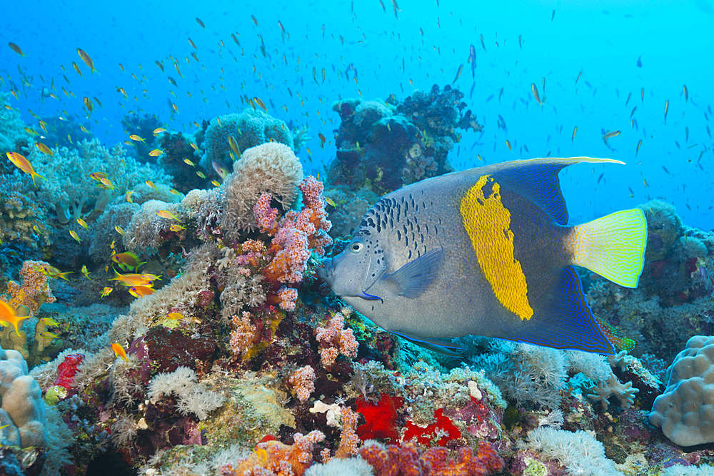 Yellowbar Angelfish, Pomacanthus maculosus, Sanganeb, Red Sea, Sudan