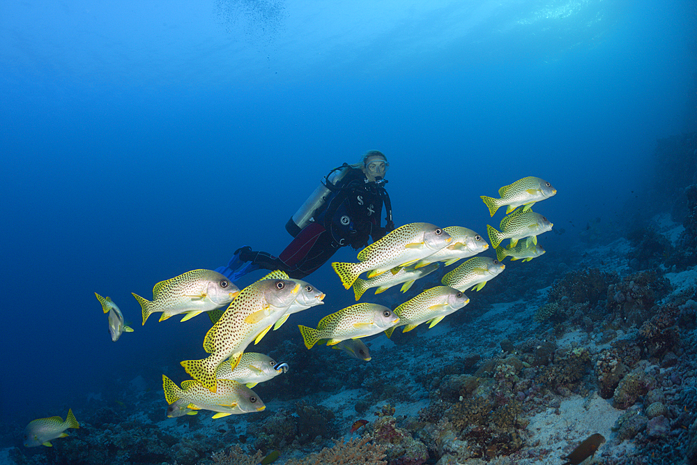 Scuba Diver and Blackspotted Sweetlips, Plectorhinchus gaterinus, Sanganeb, Red Sea, Sudan