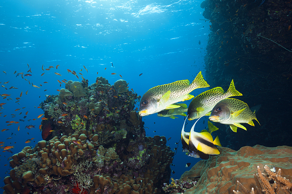 Blackspotted Sweetlips, Plectorhinchus gaterinus, Sanganeb, Red Sea, Sudan