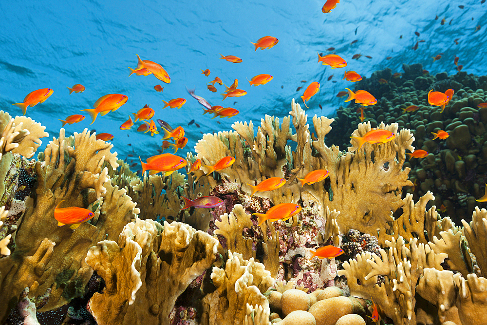 Lyretail Anthias over Coral Reef, Pseudanthias squamipinnis, Shaab Rumi, Red Sea, Sudan