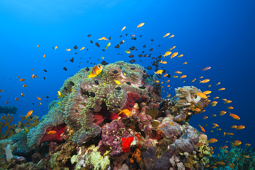 Twobar Anemonefish in Coral Reef, Amphiprion bicinctus, Shaab Rumi, Red Sea, Sudan