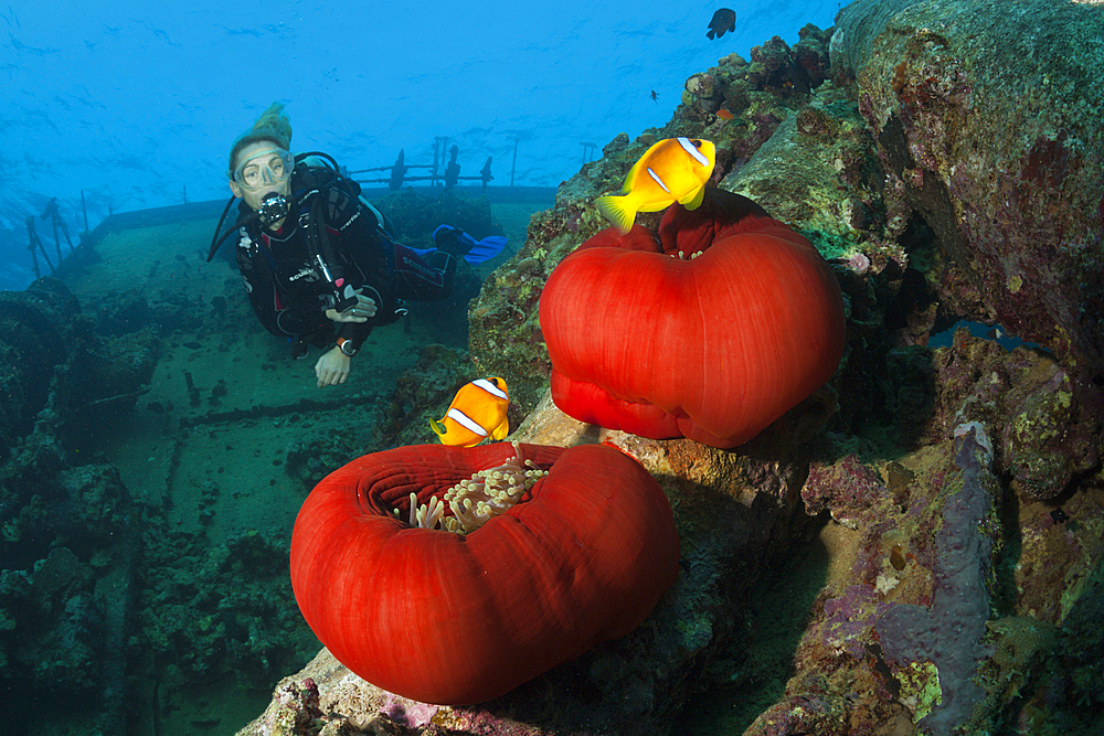 Scuba Diver at Umbria Wreck, Wingate Reef, Red Sea, Sudan