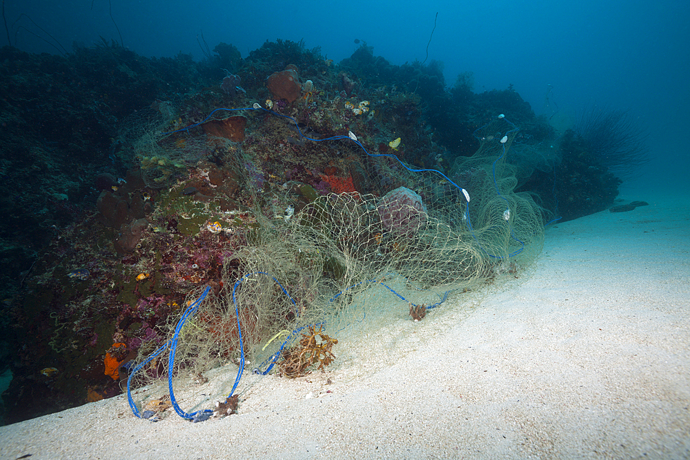 Lost Fishing Net covers Coral Reef, Indo Pacific, Indonesia