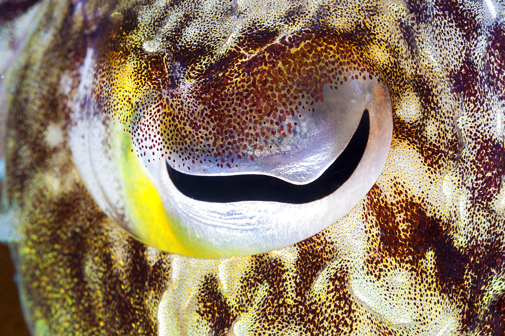 Eye of Cuttlefish, Sepia sp., Ambon, Moluccas, Indonesia