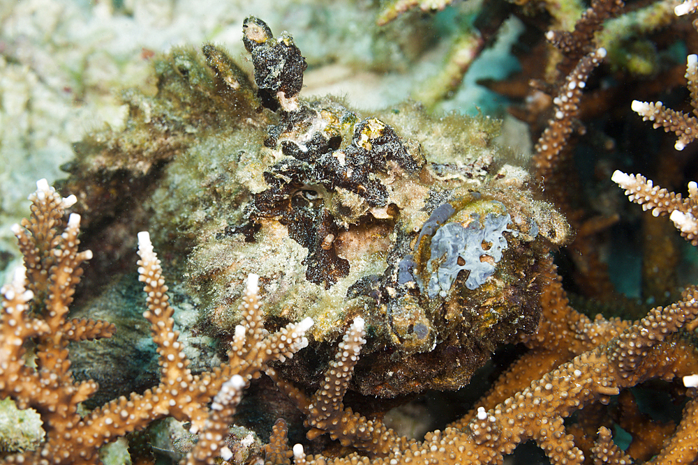 Reef Stonefish, Synanceia verrucosa, Ambon, Moluccas, Indonesia