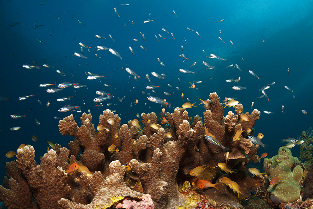 Red Spot Cardinalfish surrounding Coral Reef, Apogon parvulus, Ambon, Moluccas, Indonesia