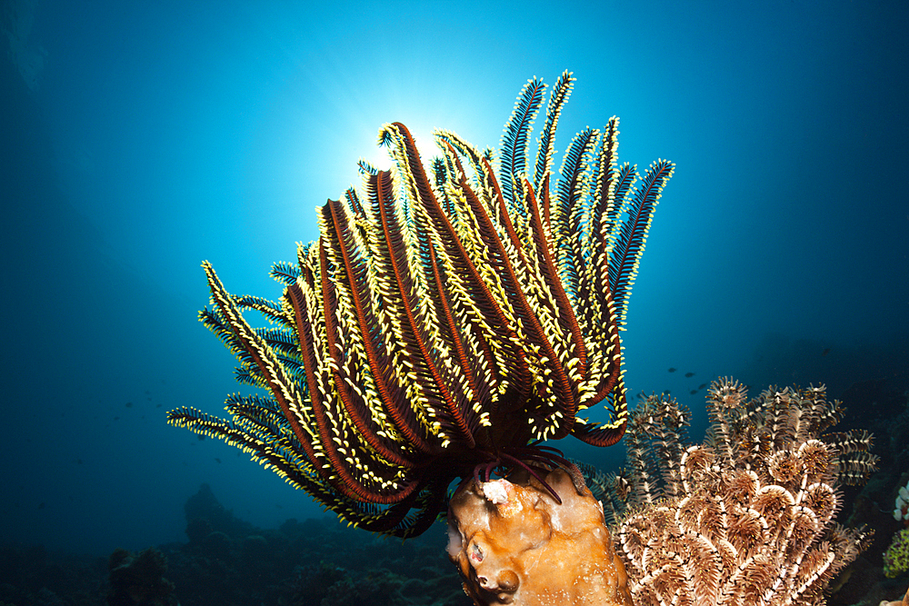 Crinoid in Coral Reef, Oxycomanthus bennetti, Ambon, Moluccas, Indonesia