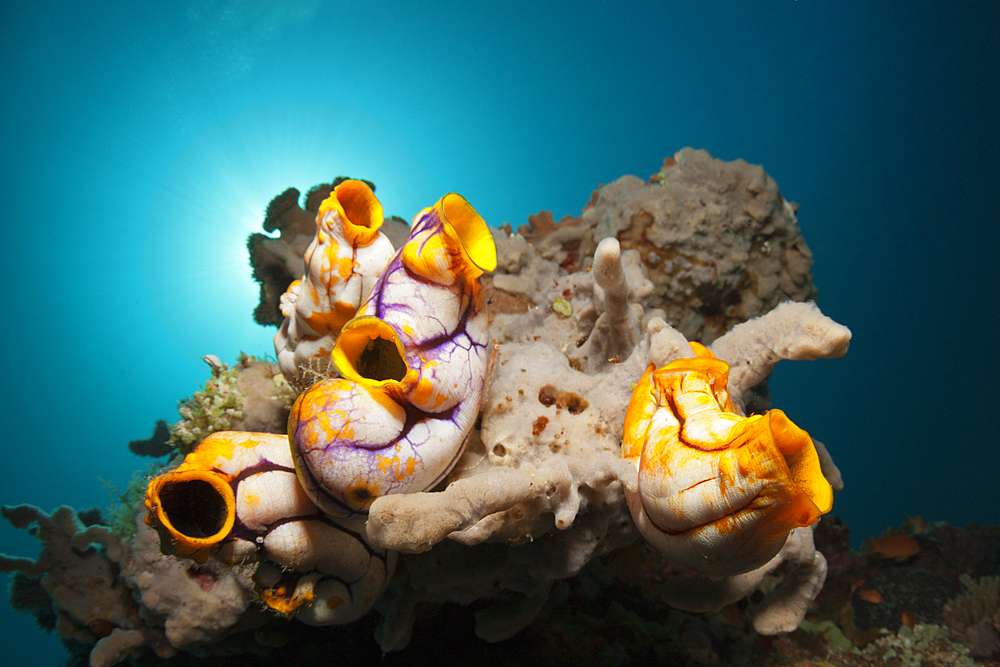 Golden Sea Squirts, Polycarpa aurata, Ambon, Moluccas, Indonesia