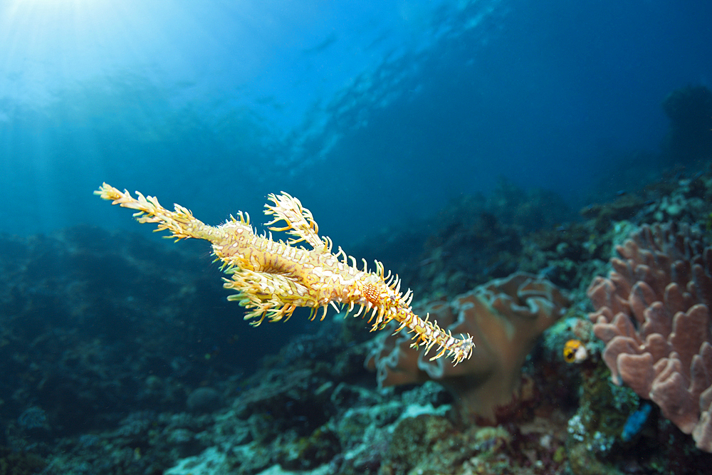 Harlequin Ghost Pipefish, Solenostomus paradoxus, Ambon, Moluccas, Indonesia