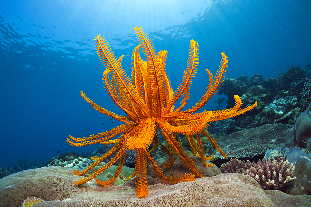 Crinoid in Coral Reef, Comanthina schlegeli, Ambon, Moluccas, Indonesia