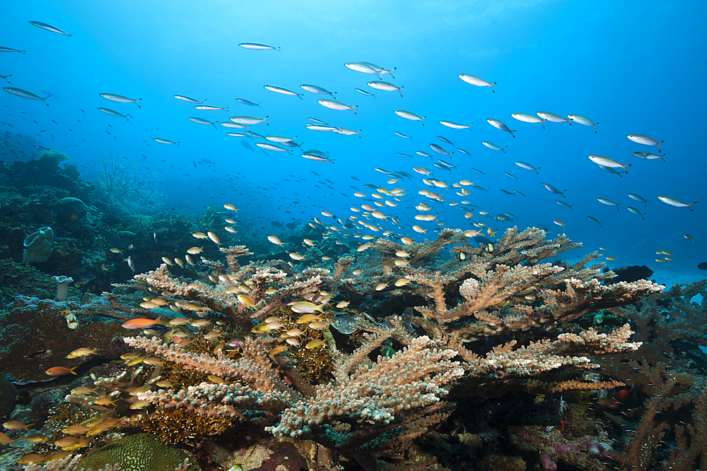 Red Cheeked Anthias over Coral Reef, Pseudanthias huchtii, Ambon, Moluccas, Indonesia