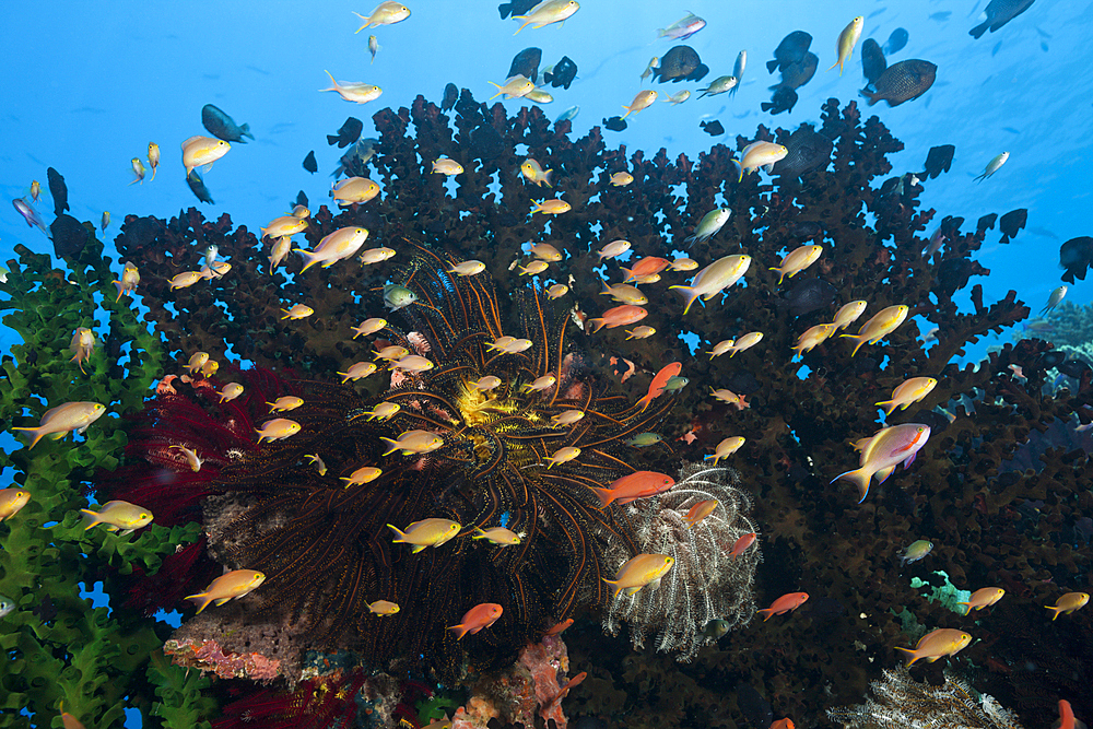 Red Cheeked Anthias over Coral Reef, Pseudanthias huchtii, Ambon, Moluccas, Indonesia