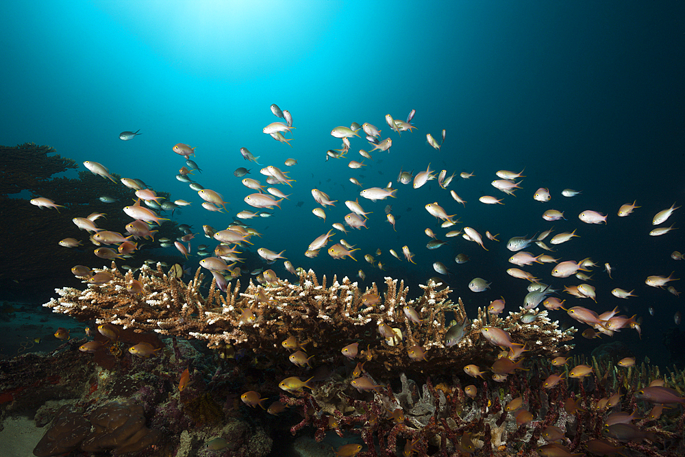 Red Cheeked Anthias over Coral Reef, Pseudanthias huchtii, Ambon, Moluccas, Indonesia