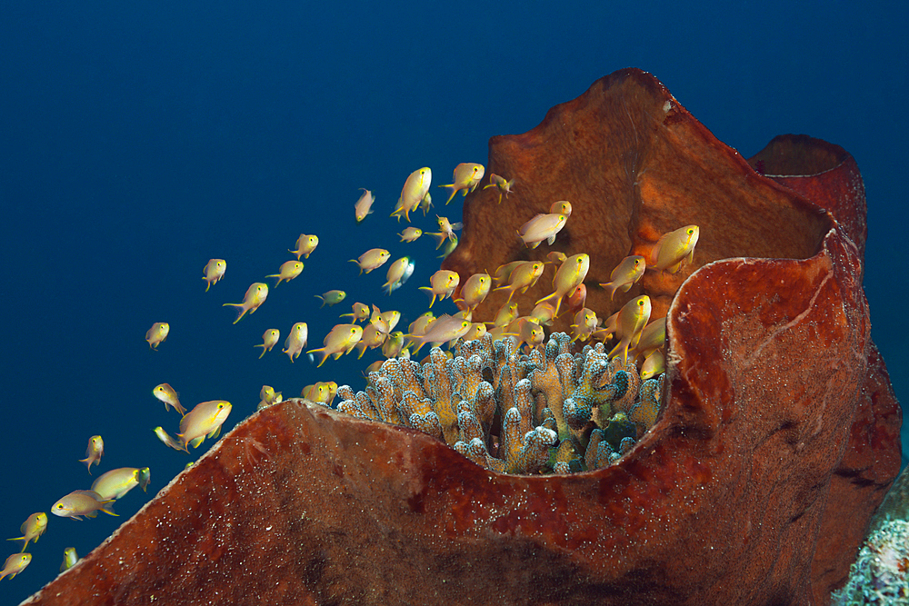 Red Cheeked Anthias over Coral Reef, Pseudanthias huchtii, Ambon, Moluccas, Indonesia