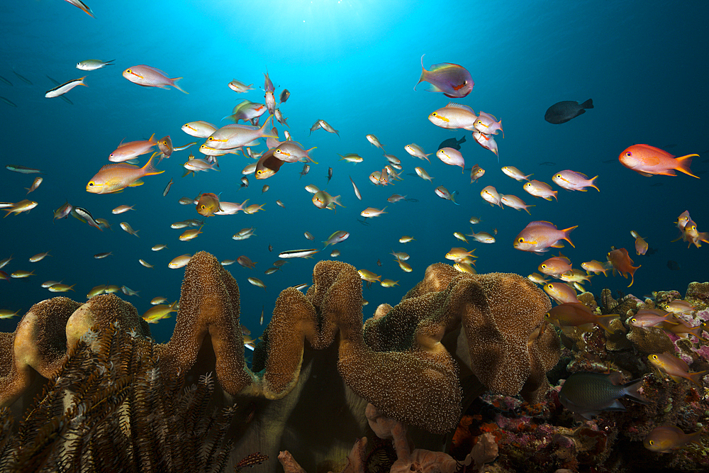 Red Cheeked Anthias over Coral Reef, Pseudanthias huchtii, Ambon, Moluccas, Indonesia