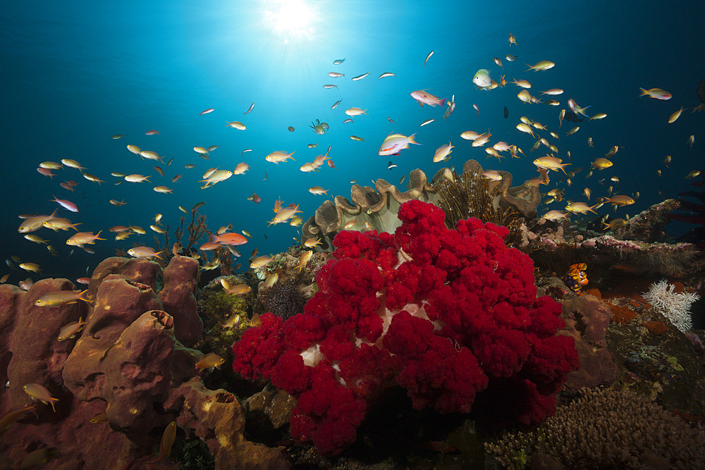 Red Cheeked Anthias over Coral Reef, Pseudanthias huchtii, Ambon, Moluccas, Indonesia