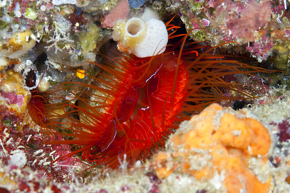 Electric Flame Scallop, Ctenoides ales, Ambon, Moluccas, Indonesia